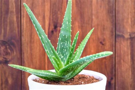 Popular as a medicinal plant, what are the benefits of aloe vera? All pages - Daily Trending News