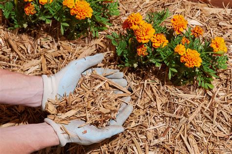 How to Pick the Best Mulch for Your Flowerbeds