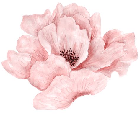 Pink Flowers Png Transparent Pink Of Flower Pink Flow - vrogue.co