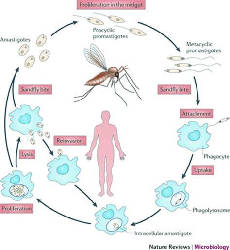 1 Leishmania donovani life cycle. The sandfly (top) and mammalian stage... | Download Scientific ...