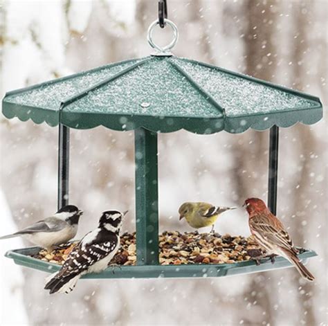 9 of the Best Platform Bird Feeders Plus Tips to Keep Them in Top Shape