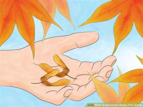 3 Ways to Germinate Maple Tree Seeds - wikiHow