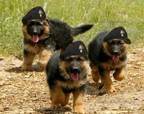 280 best images about POLICE DOGS on Pinterest | Guardians of ga'hoole, Police departments and ...