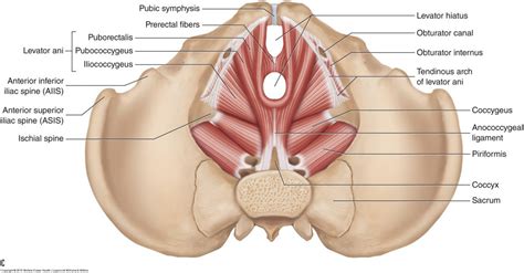 Pelvic floor muscles - Female - Learn Muscles