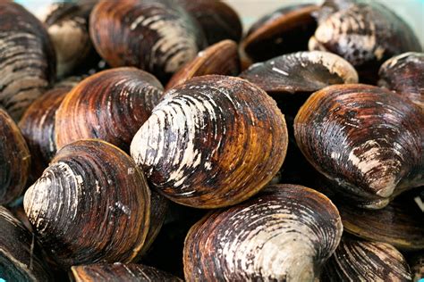 How to Keep Fresh Clams Alive (with Pictures) | eHow