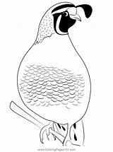 Quail Bird 2 Coloring Page For Kids  Free Quails Printable sketch template
