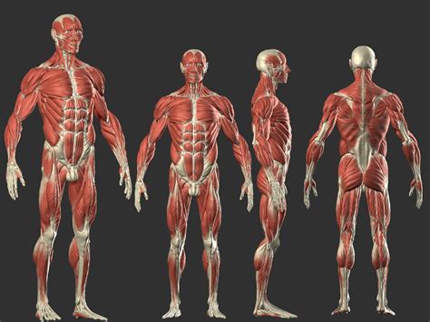 Male Anatomy, Kevin Cayuela (KevinHeiwart) | Man anatomy, Human anatomy drawing, Anatomy reference
