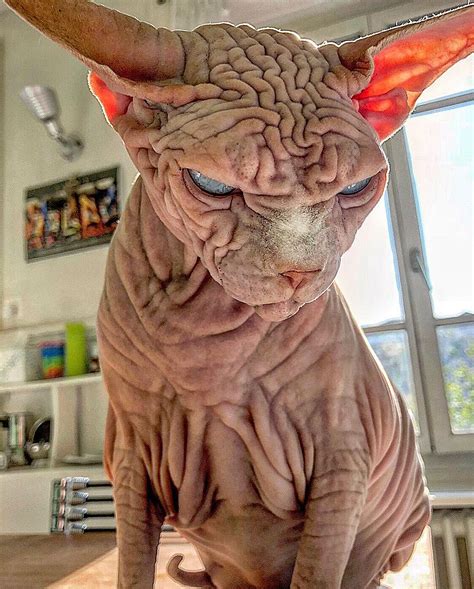 Extra-Wrinkly Sphynx Kitty Called 'the World’s Scariest Cat' Is ...