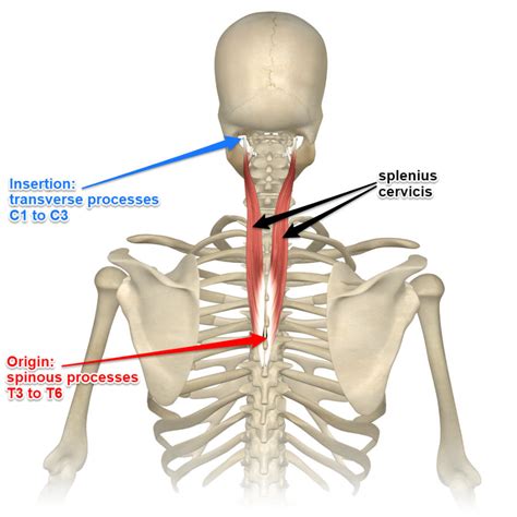 Splenius Muscles, Their Attachments and Actions - Yoganatomy