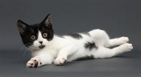 Black-and-white kitten lounging on grey background photo WP42695