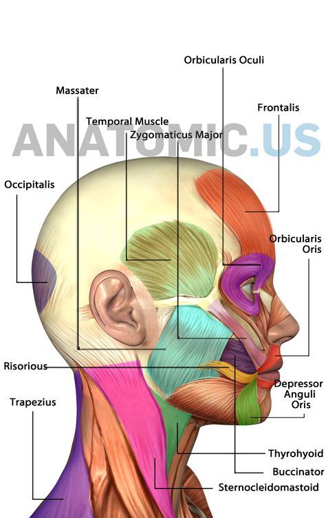 9 Anatomy Flashcards ideas | anatomy flashcards, anatomy, anatomy and ...