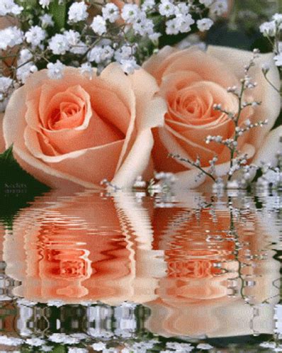 Roses Gif, Flowers Gif, Beautiful Rose Flowers, Peach Roses, Blue Roses, Gifs, Beautiful Love ...