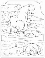 Arctic Animals Coloring Pages At GetColoringscom  Free Printable sketch template