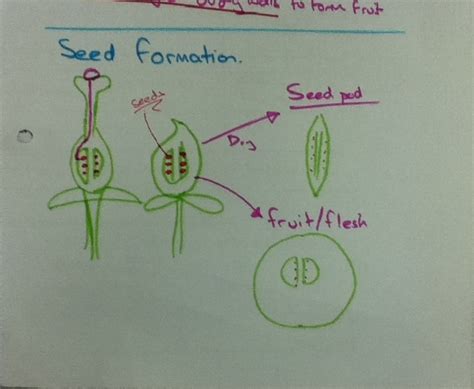 Frazer + Biology: Seed formation