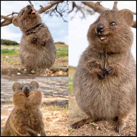 quokka habitat Quokka animal happiest earth natureisfuckinglit