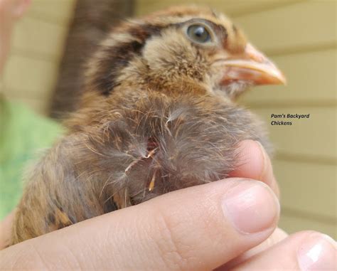 Pam's Backyard Chickens: A Guide to Chicken Feather Types