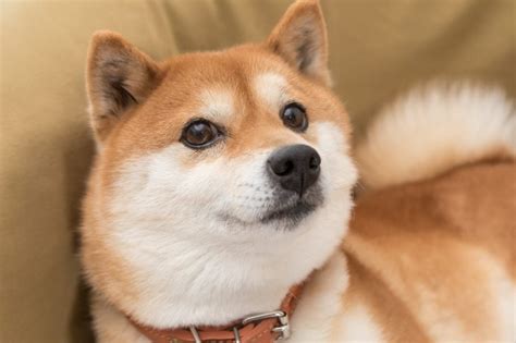 Shiba Inu Breed: Characteristics, Care & Photos | BeChewy