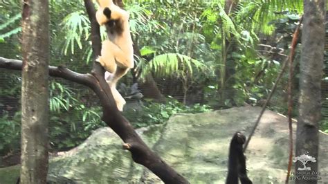 Gibbons in Full Swing - YouTube