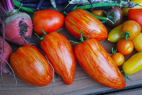 Heirloom tomato seeds: Where to buy them and tips for growing