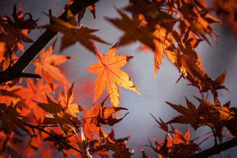 Autumn Leaves 4K Wallpapers - Wallpaper Cave