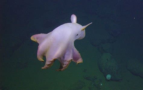 This is the Dumbo octopus. It lives at depths of at least 3,000 to 4,000 metres (9,800 to 13,100 ...
