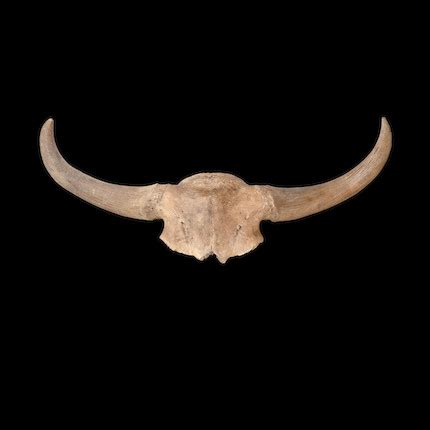 Bonhams : Large Ice Age Bison Skull Cap with Horns