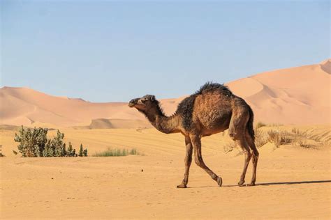 Camel Facts: Habitat, Behavior, Diet