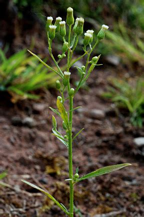 Fleabane, Canadian