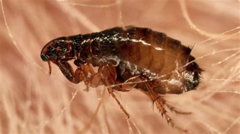 'Vampire' flea plague sweeping UK as mild autumn and pet boom boosts ...