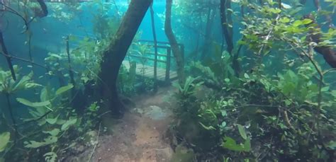 Video tour of an underwater forest | Enterprise