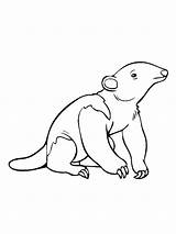 Anteater coloring pages sketch template
