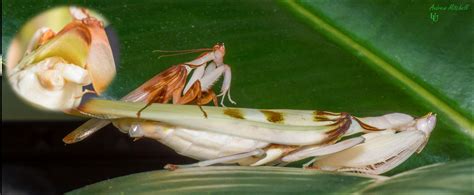 Hymenopus coronatus (Orchid Mantis) - The Praying Mantis