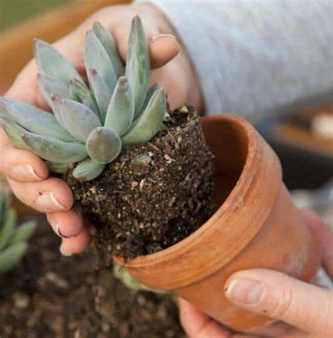 Help! My Succulent Leaves Are Curling Down! - a Friendly Gardener