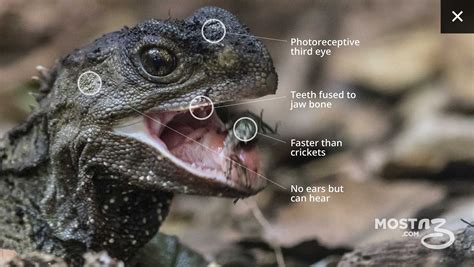 Image result for nz lizard tuatara | Tuatara, Lizard, Reptiles and amphibians