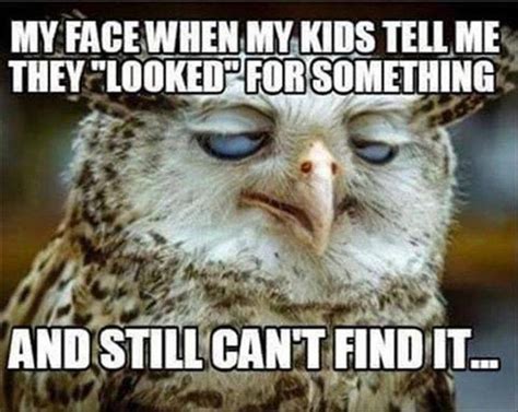 Morning Funny Picture Dump 36 Pics | Funny owls, Funny animals, Cute animals