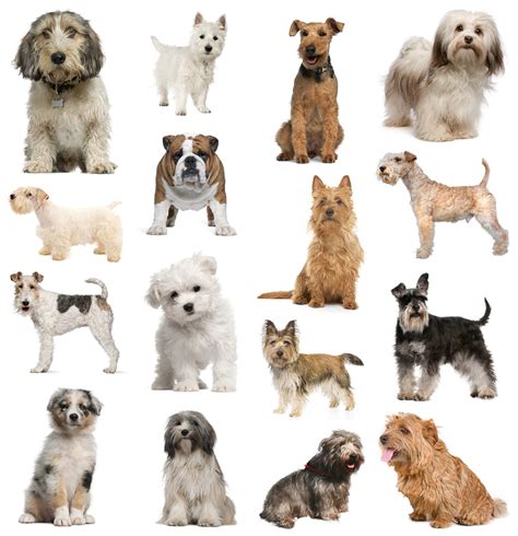 pictures of small dog breeds - Dog Breeders Guide