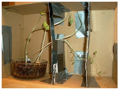 Phototropism In Plants Experiment