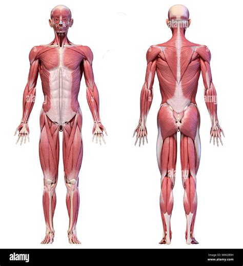 Muscles Labeled Front And Back / Pin By Mylleny On Estudos Human Muscle Anatomy Human Body ...