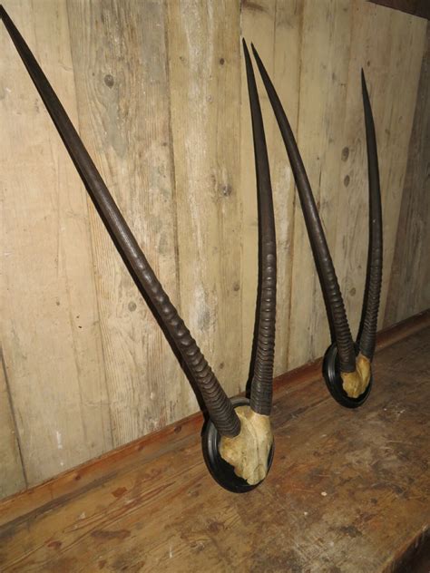 Two Pairs of Oryx Horns | French Country Antiques