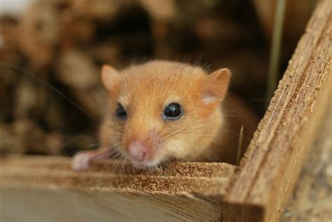 Dormouse Images