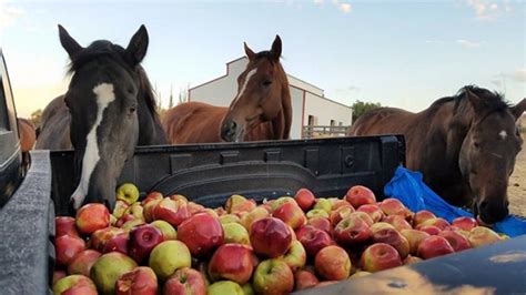 Group Of Rescue Horses Goes Bonkers Over A Truck Full Of Apples