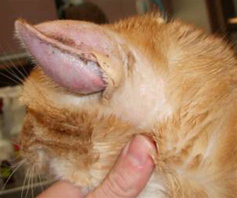 Albums 91+ Pictures Pictures Of Ear Hematomas In Cats Completed