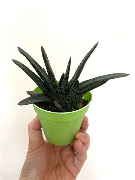 Gasteria, Furniture & Home Living, Gardening, Plants & Seeds on Carousell