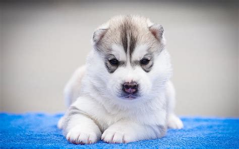 HD wallpaper: Siberian husky puppy litter, dog, puppies, animals, domestic | Wallpaper Flare