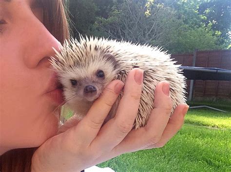 Pygmy Hedgehog