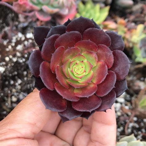 The Enigmatic Aeonium Black Rose: A Beginner's Guide to Growing and Caring for this Succulent ...