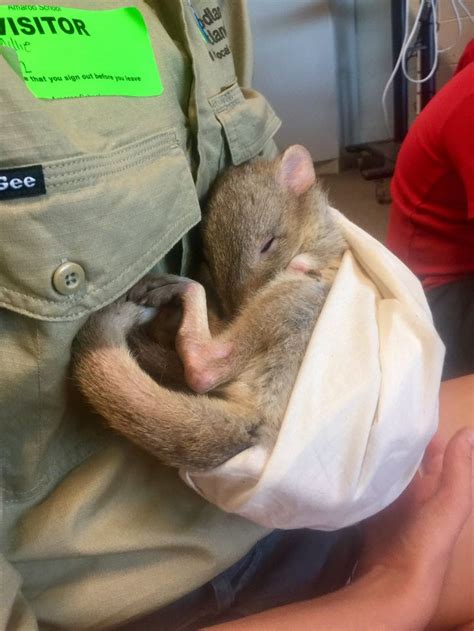 Brian Bettong of Mulligans Flats naps between species / habitat talks Koala Bear, Habitats, Nap ...