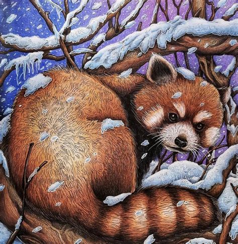 Red Panda Sleeping in the Snow