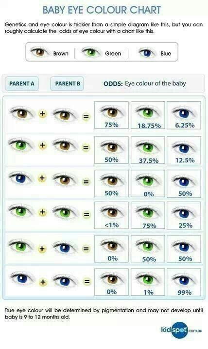 Eye color probability chart | Color de ojos, Tablas de colores de pelo ...