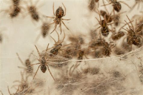 ¡Cuidado! Hay plagas de insectos creadas por la magia negra | La Teja